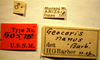 CollectionObject 1596513; 201fb084-2095-4413-b815-b79a500e9aff: Geocoris nanus - Holotype Labels (NMNH) - (CC BY-NC 3.0) - Photo by Pablo M. Dellapé with permission from the National Museum of Natural History (NMNH), Smithsonian Institution, Washington, D.C. (CollectionObject).