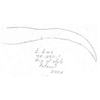 Aedeagus, ventral view: Aedeagus, posteroventral view. (Observation).