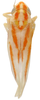 Habitus, dorsal view on Erythridula afflicta (Beamer, 1935): Habitus (paratype, KSEM collection). (Observation).