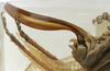 CollectionObject 1539599; ee236bd3-b7a9-45a9-9416-108170474e66: female ovipositor (holotype). (CollectionObject).