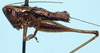 CollectionObject 1522185; 3928dab0-a5de-4998-88c8-80483d50b6d7: male, lateral view (syntype). (CollectionObject).