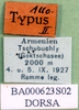 CollectionObject 1502745; 1e7a8913-35cd-411c-b340-a822ea74480c: labels (syntype). (CollectionObject).