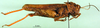 CollectionObject 1589385; a1483792-a9fe-4fda-9b43-9aaf7ede8871: female, lateral view (paratype). (CollectionObject).