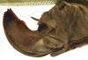 CollectionObject 1506672; ff3498e4-f043-40e8-9dac-b8c06c253794: female ovipositor (syntype). (CollectionObject).