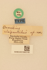 CollectionObject 2071160; b0cb6a9c-c7ec-4ef1-ad2b-bc04ab5e17dd, NHMUK015982160: labels (syntype). (CollectionObject).
