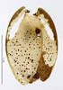 Phoraspis leucogramma Perty, 1832: CC BY-NC-ND 4.0/MNHN - Depraetere Marion - 2014. Type, female, of conspersa Brullé, 1835. Specimen number: MNHN-EP-EP1168. http://coldb.mnhn.fr/catalognumber/mnhn/ep/ep1168. (Otu).
