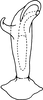Aedeagus, ventral view: Aedeagus, ventral view. (Observation).