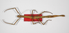 CollectionObject 1559583; 5adf3712-9882-4218-99e1-9c2178f55104: copyright ZHMB, Berlin. female, dorsal view (syntype). (CollectionObject).