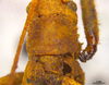 CollectionObject 1542648; 7a0518d1-ebde-45b1-ab57-e75c21cd8fa7, DEES 10150: Female pronotum, dorsal view (holotype). (CollectionObject).