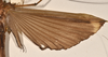 CollectionObject 1558798; f06fc7c1-fd2a-4ded-96ae-faf166c44fdb: copyright OUMNH. female wings of Necroscia gargantua (holotype). (CollectionObject).