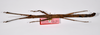 CollectionObject 1563562; 14754d4e-fd76-4914-aca7-b3dd894e18e8: copyright ZMHB, Berlin. female, dorsal view (paratype). (CollectionObject).;CollectionObject 1563563; 1d08188f-636c-4804-b849-a56b67e06549: copyright ZMHB, Berlin. female, dorsal view (paratype). (CollectionObject).