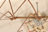 CollectionObject 1558102; 39d15f95-cee6-4278-ab2e-f1dfbc95d897: copyright OUMNH. male: head & thorax, lateral view (holotype). (CollectionObject).