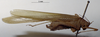 CollectionObject 1503388; MBBJ 3226045, 16bba3a0-4504-48bf-9322-683c782adba5: female, lateral view. (CollectionObject).