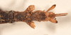 CollectionObject 1562296; 0bd61acf-dea1-40a4-abaa-e9a76976d357: copyright OUMNH. female: end of abdomen, dorsal view of Ceroys laciniatus (holotype). (CollectionObject).
