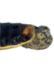 Pygofer, lateral view: !! display not done !! on Cuerna alba Oman & Beamer, 1944: Caudal abdomen, lateral view. U.S.A., New Mexico, White Sands, KSEM. (Observation).