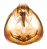 Pygofer, ventral view on Paraliburnia kilmani (Van Duzee, 1897): (Observation).