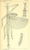 original description Rainbow. female of synonym Clemacantha regale (holotype). Depicts CollectionObject 1558765; 9f8f8c26-9eeb-479e-84ed-bc6aa1c82e21, a CollectionObject.