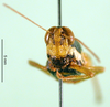 CollectionObject 1542437; 49be18e8-622d-4ea4-bc2e-ded9b3d08a92: female, frontal view (paratype of Paracoptacra sjöstedti). (CollectionObject).