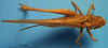 CollectionObject 1538297; a35bd046-1846-4773-9e6e-20064f56ddd8: female, dorsal view (type). (CollectionObject).