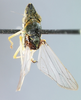 Habitus, dorsal view: !! display not done !! on Acrogonia virescens (Metcalf, 1949): Holotype. (Observation).