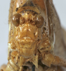 CollectionObject 1539780; 86b49412-2fe6-4e6e-a0b7-7a183eb2de32, MNHN-EO-ENSIF898: female face (holotype). (CollectionObject).