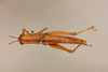 CollectionObject 1518979; d2912ee7-2c44-4ee7-ac3f-4f9af7add162, NHMUK015105297: female, dorsal view (holotype of Tarbaleus gracilis). (CollectionObject).