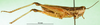 CollectionObject 1501319; 8a6bcede-9bb6-40d6-bc9a-9b220c32e43f: female, lateral view (syntype). (CollectionObject).
