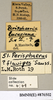 CollectionObject 1573038; 34c0ae56-5887-4d04-840f-1aaab3d7e937: Copyright Natural History Museum, London. Labels from non-type (adult male) in BM(NH). (CollectionObject).
