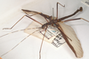 CollectionObject 1561450; ac9e5101-162e-42de-9203-aab5b6fa1168: copyright OUMNH. male (holotype). (CollectionObject).