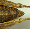 CollectionObject 1498697; 922d6b58-9b60-4168-8926-1f438a0de90d: female abdomen tip, dorsal view. (CollectionObject).