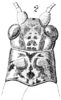 Tapinopus platyceps Saussure, 1878: Pl. 18, Fig. 68(2). female, head and pronotum. (Otu).