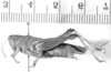 CollectionObject 1523992; 3f469f44-8689-432b-80ca-207e4a4851ca: female, lateral view (syntype of Atrachelacris gramineus). (CollectionObject).