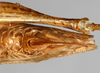 CollectionObject 1531396; 40dcd0b6-fbfb-440d-985a-30a8ceecc9e6: Female postabdomen, ventral view (holotype). (CollectionObject).