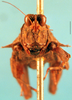 CollectionObject 1505095; c142c93e-02e3-4f9f-9844-6c11d650d23c, DORSA D097XF01: female, frontal view. (CollectionObject).