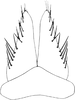 Subgenital plate, ventral view on Allotapes nigrifacies Emeljanov, 1964: Subgenital plate. (Observation).