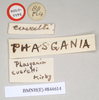 CollectionObject 1559440; NHMUK(SF IMPORT DUPLICATE) 844614, e2fa4797-12ef-4675-95f7-1e5098fb9184: copyright Natural History Museum, London. female, data labels [round label reversed] of Phasgania everetti (holotype). (CollectionObject).