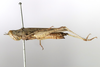 CollectionObject 1591838; c7c6f436-71b3-4cb5-9a8d-3eea3f836772: female, lateral view (paratype). (CollectionObject).