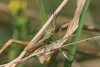 Chorthippus (Glyptobothrus) apricarius apricarius (Linnaeus, 1758): male (Germany, Brandenburg, grave mound near Schorfheide). (Otu).