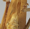 CollectionObject 1539752; e07ce68e-0f42-484b-9024-ac61281af520: male subgenital plate (holotype). (CollectionObject).