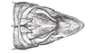 Pedies virescens Saussure, 1861: Fig. 4. male abdomen tip, dorsal view. (Otu).