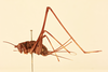 CollectionObject 1477808; 6ac54cda-4e88-4401-a780-c5b84ddb98ca, NHMUK015982519: female, lateral view (holotype of Lucina opilioides). (CollectionObject).