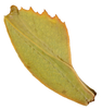CollectionObject 1586507; 395f2f92-6b01-41f8-bad0-66a7164500f9: copyright Frank Hennemann. female: profemur dorsal view (paratype). (CollectionObject).