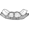 Pygofer, dorsal view on Empoasca (Empoasca) zapoides Ross, 1959: Apodemes I and II. (Observation).