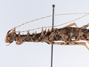 CollectionObject 1558793; 45bf295c-c385-46b4-bb43-c80acbd99aff: copyright ZMUH, Hamburg. female: head & thorax, lateral view (paratype). (CollectionObject).