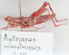 CollectionObject 1527403; 0fedab6c-a6b2-4073-9970-207127d3286c: Image Carbonell, C.S. male (holotype). (CollectionObject).