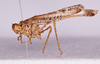 CollectionObject 1544719; 02a7617d-e7e7-412f-98aa-ab972ead8247: male, body lateral view (holotype). (CollectionObject).