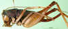 CollectionObject 1580542; eb80846c-65a2-4255-9561-3e6203de6e68: female, lateral view (Rhaphidophora picea). (CollectionObject).