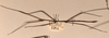 CollectionObject 1558237; d49b09bf-b84f-4f86-9d9a-2a9462d10240: copyright UMO. male, lateral view (syntype). (CollectionObject).