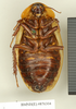 CollectionObject 1572836; bf19120e-a518-41c0-96d7-2597ae76e34b: Copyright Natural History Museum, London. Non-type (adult female) in BM(NH). Ventral view. (CollectionObject).