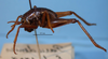 CollectionObject 1513762; 4f34c6f4-93d1-4511-8eb6-07f989094bad: male, lateral view. (CollectionObject).